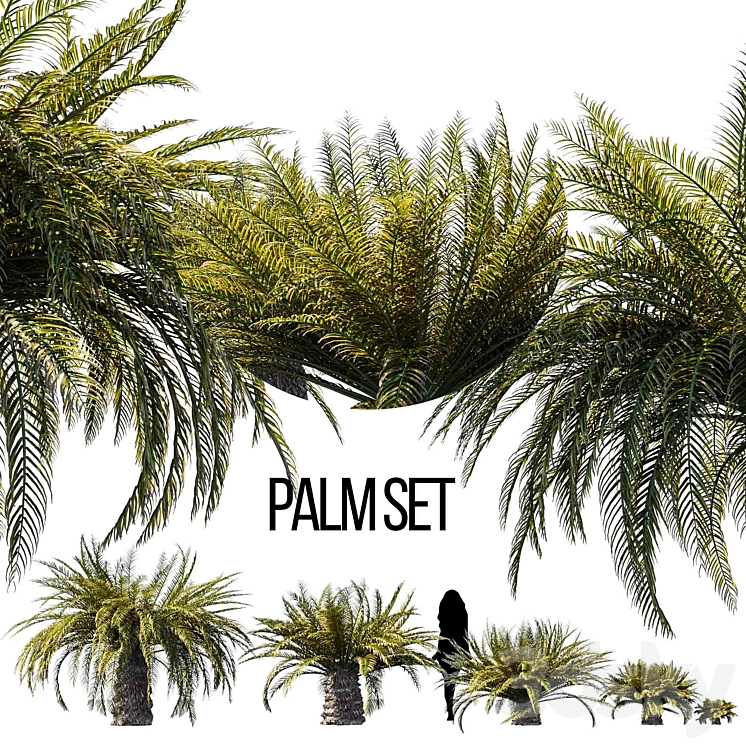 Sago palm 3DS Max - thumbnail 1