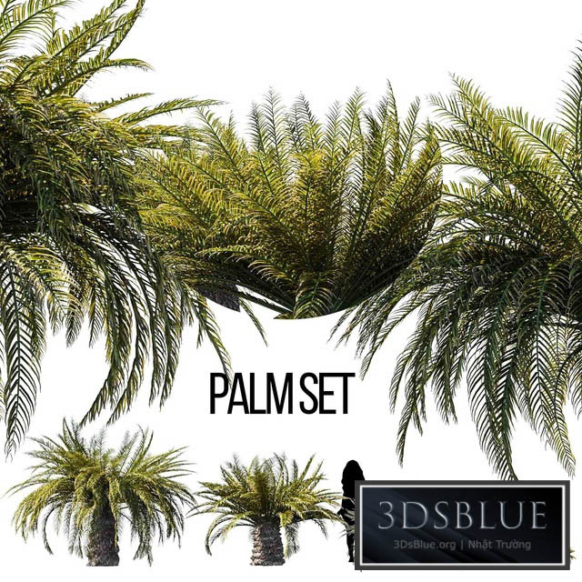 Sago palm 3DS Max - thumbnail 3