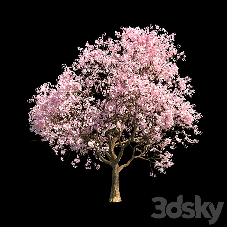 Sakura 5 3DS Max - thumbnail 1