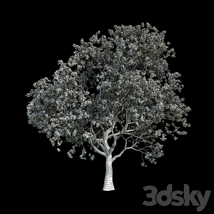 Sakura 5 3DS Max - thumbnail 2