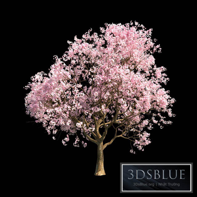 Sakura 5 3DS Max - thumbnail 3