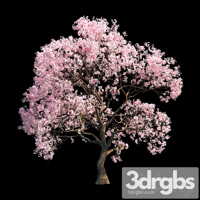 Sakura Tree 3dsmax Download - thumbnail 1
