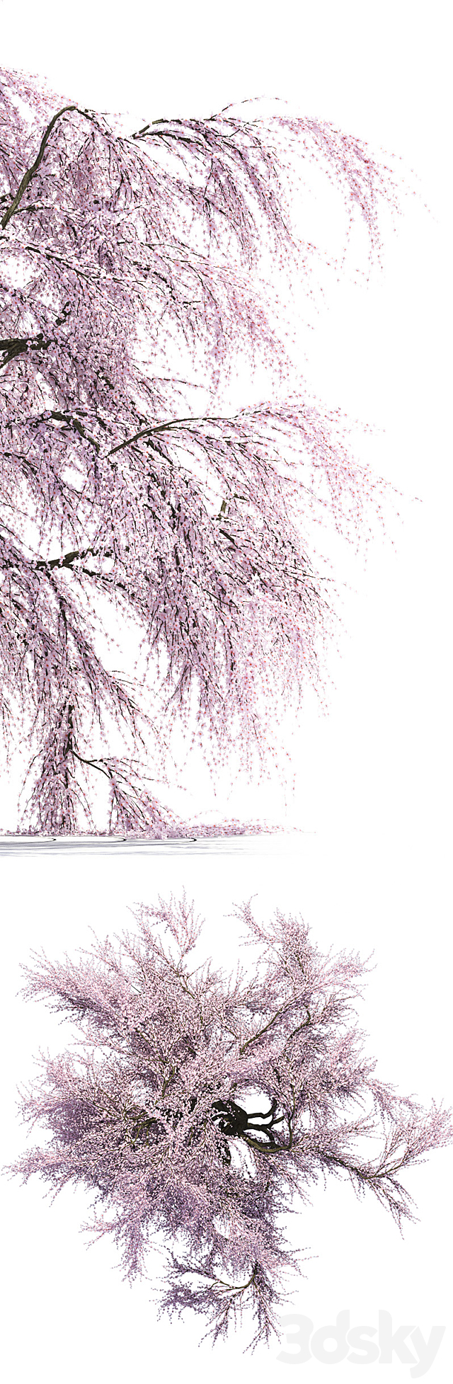 Sakura Tree 3DSMax File - thumbnail 2