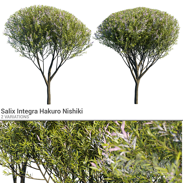 Salix Integra Hakuro Nishiki 3ds Max - thumbnail 1