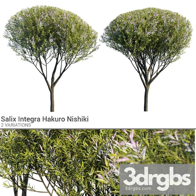 Salix Integra Hakuro Nishiki 3dsmax Download - thumbnail 1