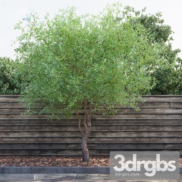 Salix Matsudana 3dsmax Download - thumbnail 1