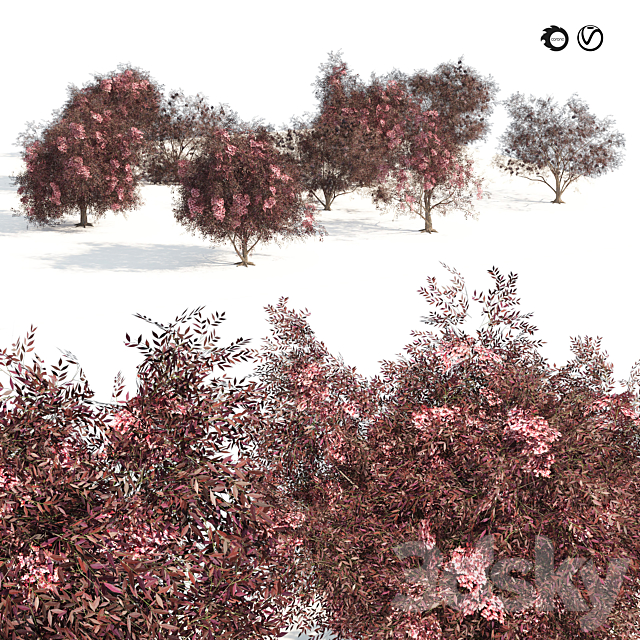 Sambucus nigra black elderberry Trees 3ds Max - thumbnail 1