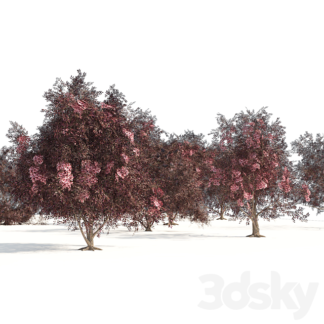 Sambucus nigra black elderberry Trees 3ds Max - thumbnail 2