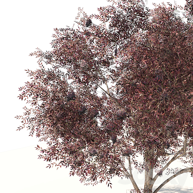 Sambucus nigra black elderberry Trees 3ds Max - thumbnail 3