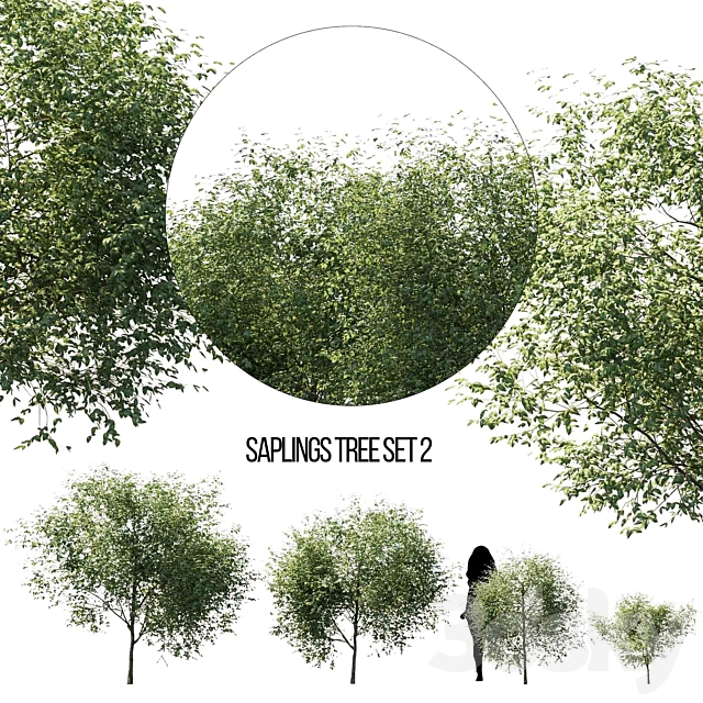 saplings tree set 2 3ds Max - thumbnail 1