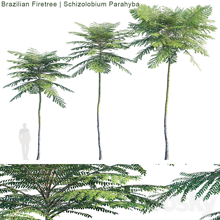 Schizolobium Parahyba | Brazilian Firetree 3DS Max Model - thumbnail 1