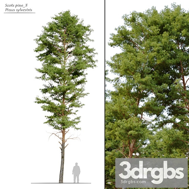 Scots Pine 3 1 3dsmax Download - thumbnail 1