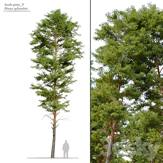 Scots pine 3 3ds Max - thumbnail 1