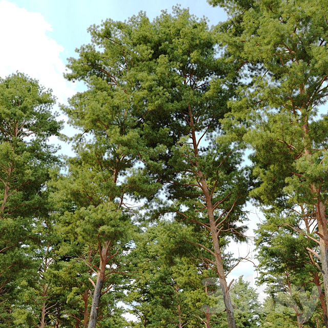 Scots pine 3 3ds Max - thumbnail 2