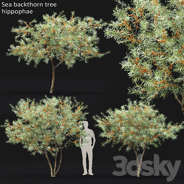 Sea Buckthorn | Hippophae # 1 3ds Max - thumbnail 1