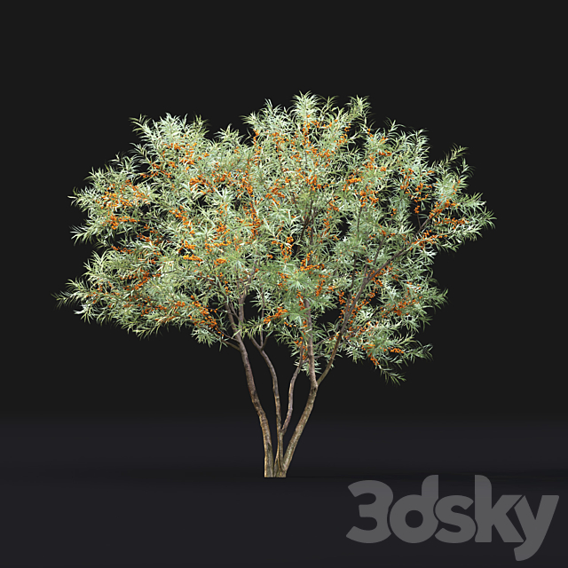 Sea Buckthorn | Hippophae # 1 3ds Max - thumbnail 3