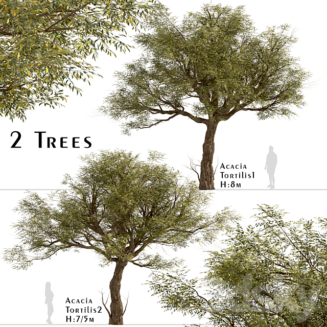 Set of Acacia Tortilis Trees (Vachellia tortilis) (2 Trees) 3ds Max - thumbnail 1