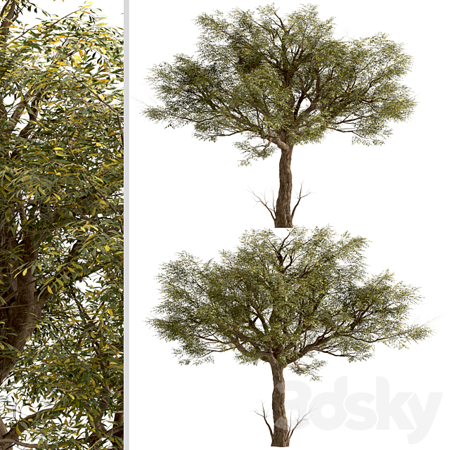 Set of Acacia Tortilis Trees (Vachellia tortilis) (2 Trees) 3ds Max - thumbnail 2