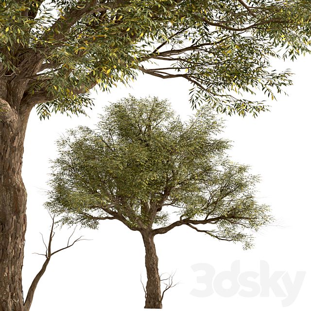 Set of Acacia Tortilis Trees (Vachellia tortilis) (2 Trees) 3ds Max - thumbnail 3