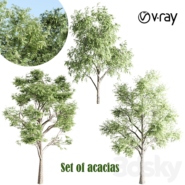 set of acacias-vray 3DS Max Model - thumbnail 1