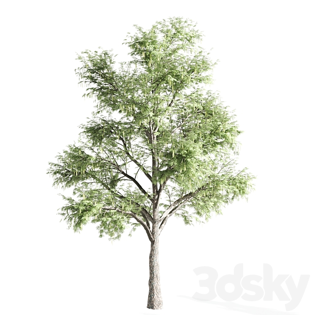 set of acacias-vray 3DS Max Model - thumbnail 3