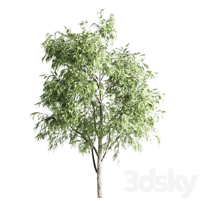 set of acacias-vray 3DS Max Model - thumbnail 4