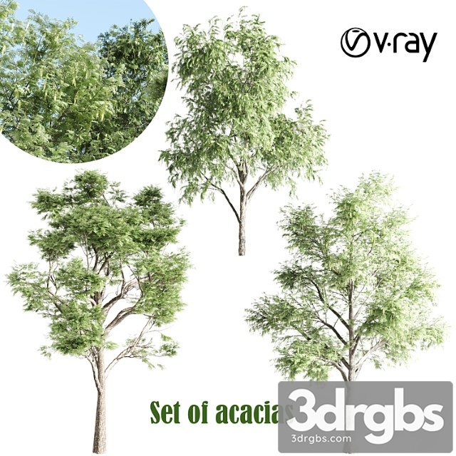 Set Of Acacias Vray 3dsmax Download - thumbnail 1