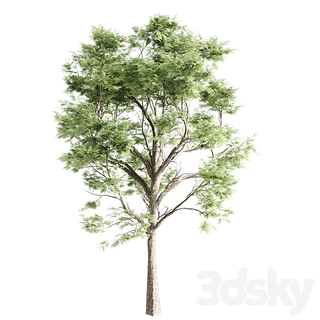 set of acacias-vray 3DSMax File - thumbnail 5