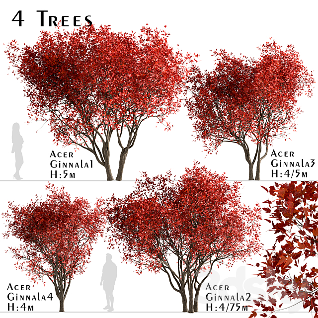 Set of Acer Ginnala Trees (Amur Maple) (4 Trees) 3ds Max - thumbnail 1