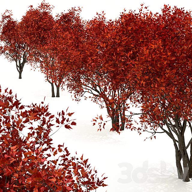 Set of Acer Ginnala Trees (Amur Maple) (4 Trees) 3ds Max - thumbnail 2