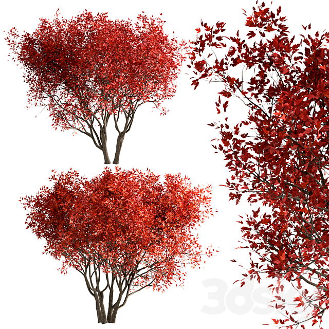 Set of Acer Ginnala Trees (Amur Maple) (4 Trees) 3ds Max - thumbnail 3