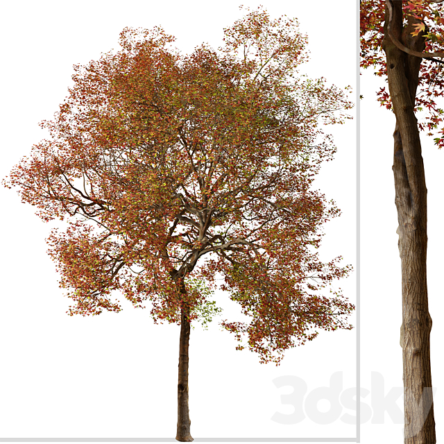 Set of American Sweet Gum Tree (Liquidambar styraciflua) (2 Trees) 3DS Max Model - thumbnail 2