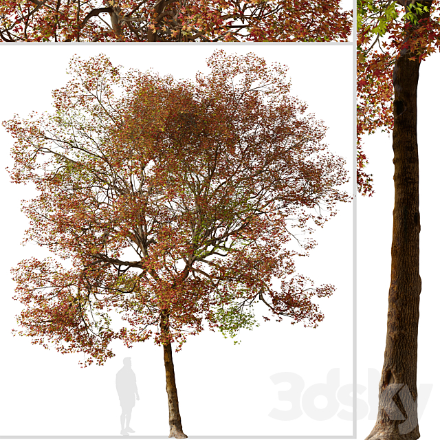 Set of American Sweet Gum Tree (Liquidambar styraciflua) (2 Trees) 3DS Max Model - thumbnail 3