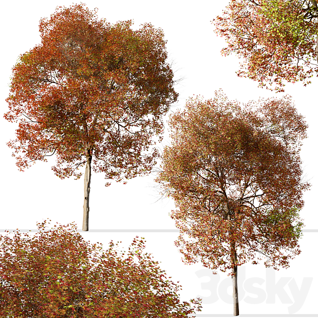 Set of American Sweet Gum Tree (Liquidambar styraciflua) (2 Trees) 3DS Max Model - thumbnail 4