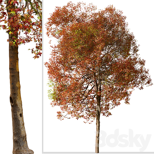 Set of American Sweet Gum Tree (Liquidambar styraciflua) (2 Trees) 3DS Max Model - thumbnail 5