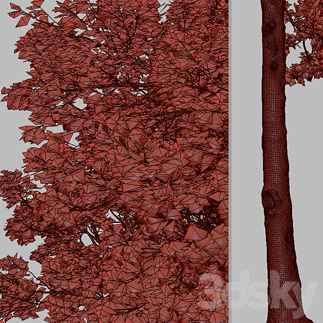 Set of American Sweet Gum Tree (Liquidambar styraciflua) (2 Trees) 3DS Max Model - thumbnail 7