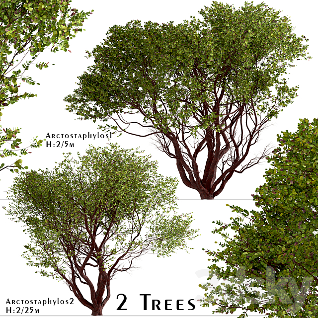 Set of Arctostaphylos Trees (Manzanita) (2 Trees) 3ds Max - thumbnail 1