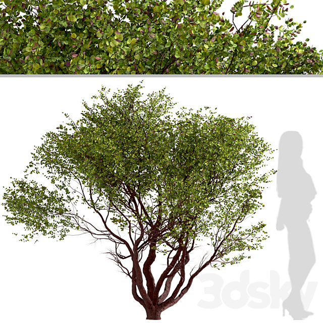 Set of Arctostaphylos Trees (Manzanita) (2 Trees) 3ds Max - thumbnail 2