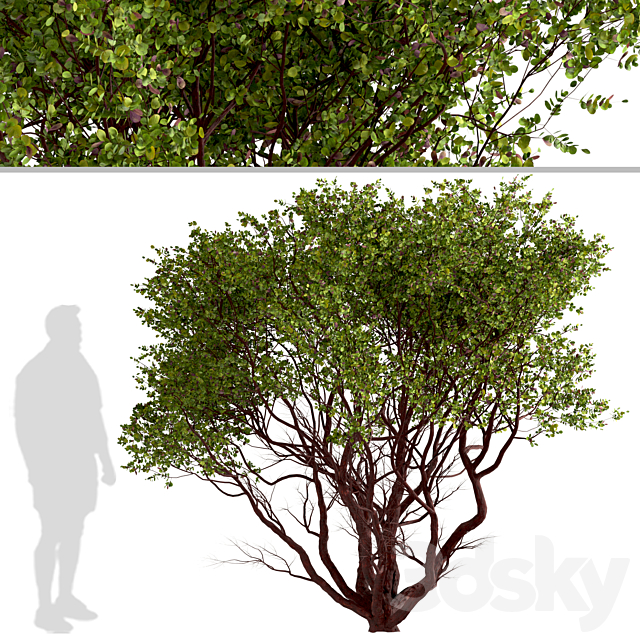 Set of Arctostaphylos Trees (Manzanita) (2 Trees) 3ds Max - thumbnail 3