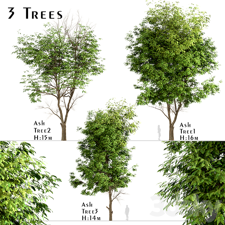 Set of Ash Trees (Fraxinus) (3 Trees) 3DS Max - thumbnail 1