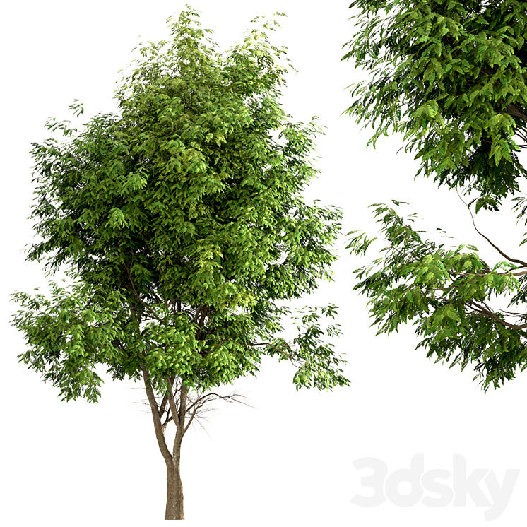 Set of Ash Trees (Fraxinus) (3 Trees) 3DS Max - thumbnail 2