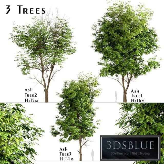 Set of Ash Trees (Fraxinus) (3 Trees) 3DS Max - thumbnail 3