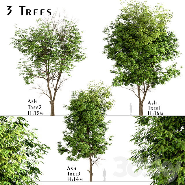 Set of Ash Trees (Fraxinus) (3 Trees) 3DSMax File - thumbnail 1