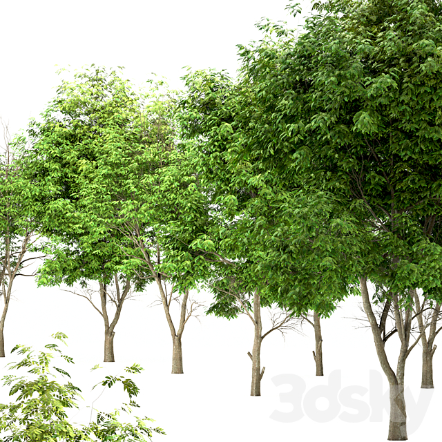 Set of Ash Trees (Fraxinus) (3 Trees) 3DSMax File - thumbnail 3