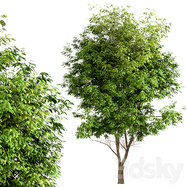 Set of Ash Trees (Fraxinus) (3 Trees) 3DSMax File - thumbnail 4