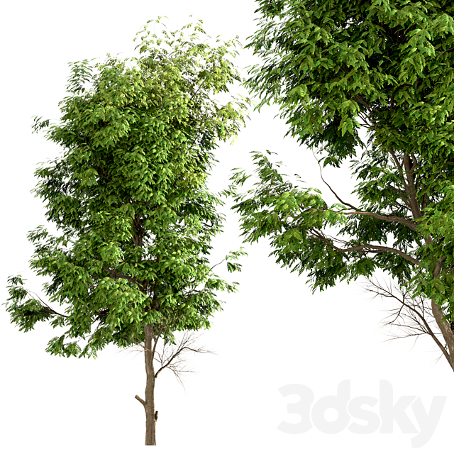 Set of Ash Trees (Fraxinus) (3 Trees) 3DSMax File - thumbnail 5