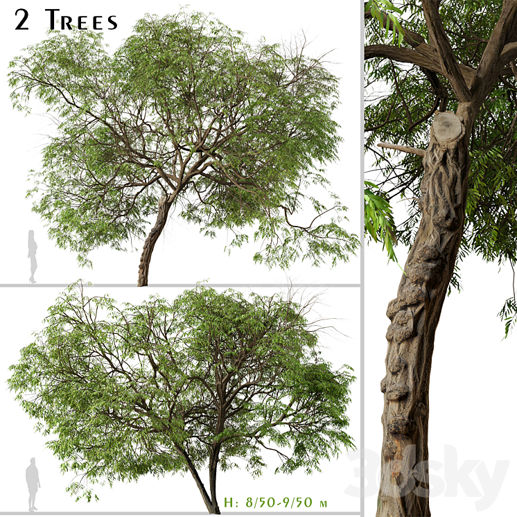 Set of Brazilian Pepper Tree (Schinus terebinthifolia) (2 Trees) 3DS Max - thumbnail 1