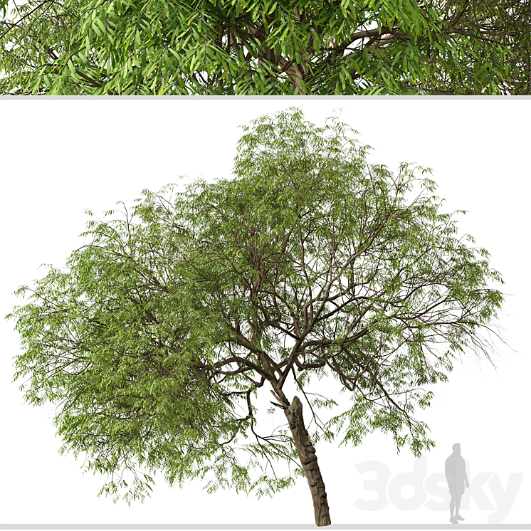 Set of Brazilian Pepper Tree (Schinus terebinthifolia) (2 Trees) 3DS Max - thumbnail 2