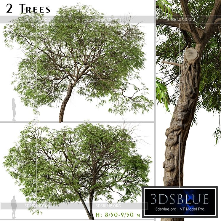 Set of Brazilian Pepper Tree (Schinus terebinthifolia) (2 Trees) 3DS Max - thumbnail 3