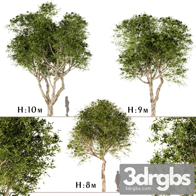 Set of Broad Leaved Paperbark Trees 3dsmax Download - thumbnail 1